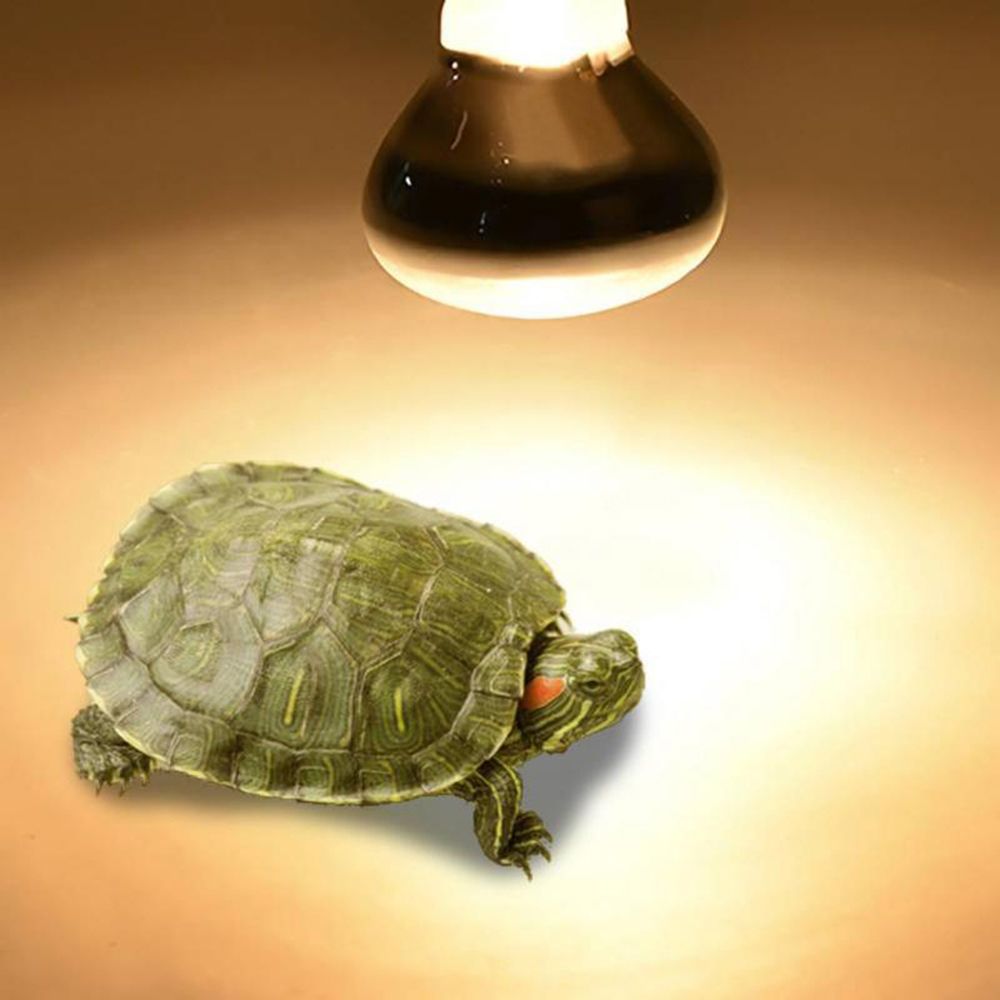 หลอดไฟควบคุมอุณหภูมิเต่า หลอดค - Basking Bulb Halogen บทวิจารณ์และราคา