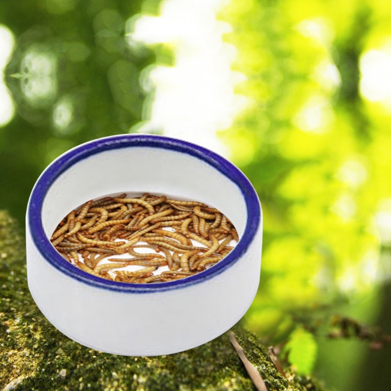 ชามสัตว์เลื้อยคลาน Spider จานช - Water Dish Reptile บทวิจารณ์และราคา
